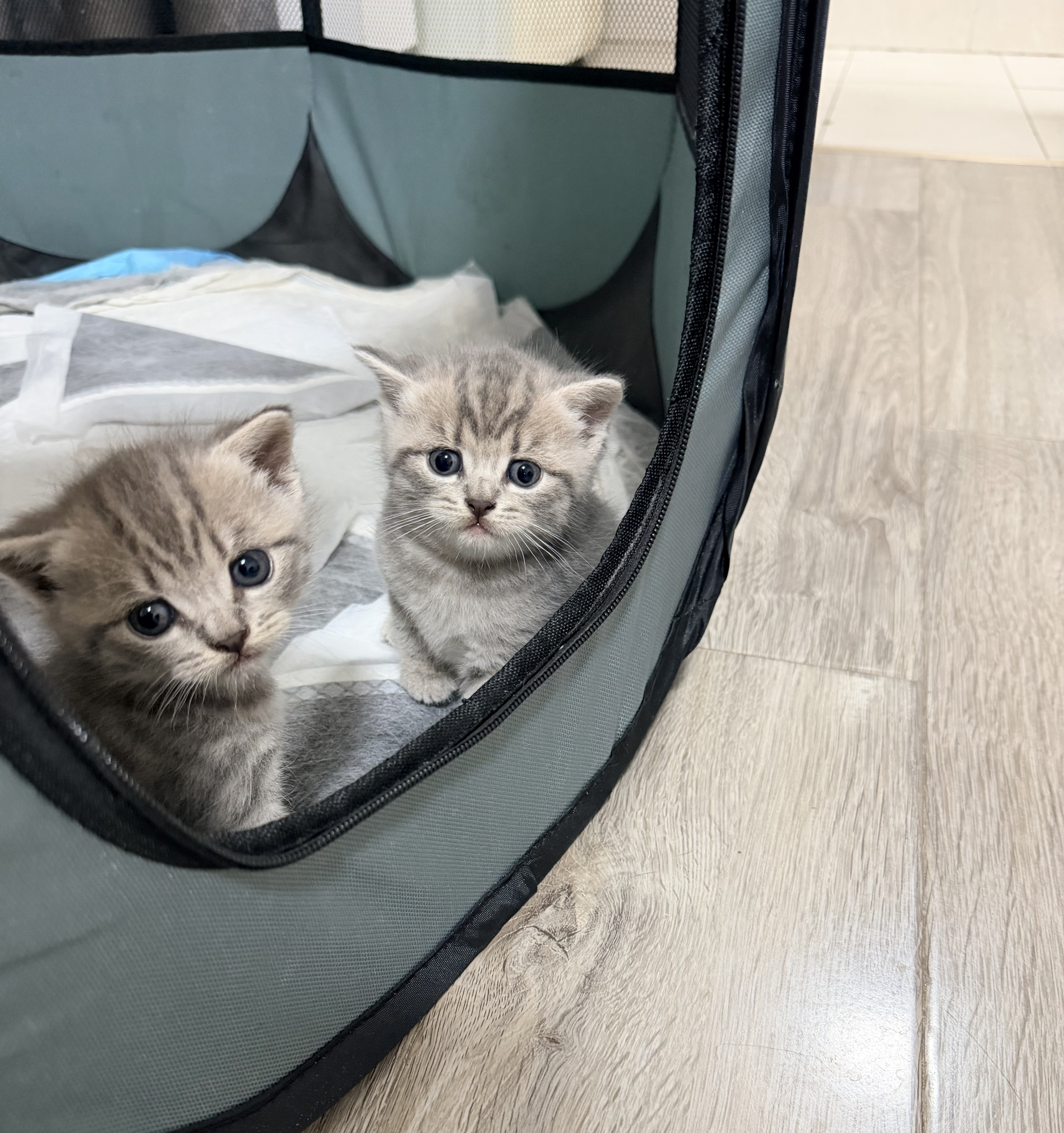 拓宠加厚狗狗尿垫猫咪生产隔尿训导兔子芦丁鸡垫消臭竹炭尿片L码40片 实拍图