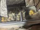 星星雪糕柜商用卧式冰柜展示柜超市大容量冷藏冷冻饮料冰箱水果烧烤点菜陈列柜岛柜SD/SC-300BE 实拍图