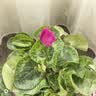 仙客来盆栽带花特大号兔子花卉植物室内重瓣蝴蝶兰四季开花好养苗 【5盆特惠】随机不同品种 仙客来5盆 实拍图