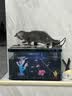 皇家猫粮 幼猫猫粮 幼猫奶糕 K36 通用粮 4-12月 4.5KG 实拍图