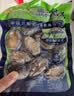 江船长冷冻鲍鱼 净重160g(10-15粒)袋装 火锅食材 海鲜生鲜 实拍图