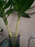 花翁水培绿植物招财转运室内水养花卉盆栽文昌竹4支(50-60cm)源头直发 实拍图