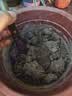 重瓣三角梅苗盆栽地栽花卉老桩室内阳台庭院爬藤植物四季开花 三角梅1棵【品种随机】 实拍图