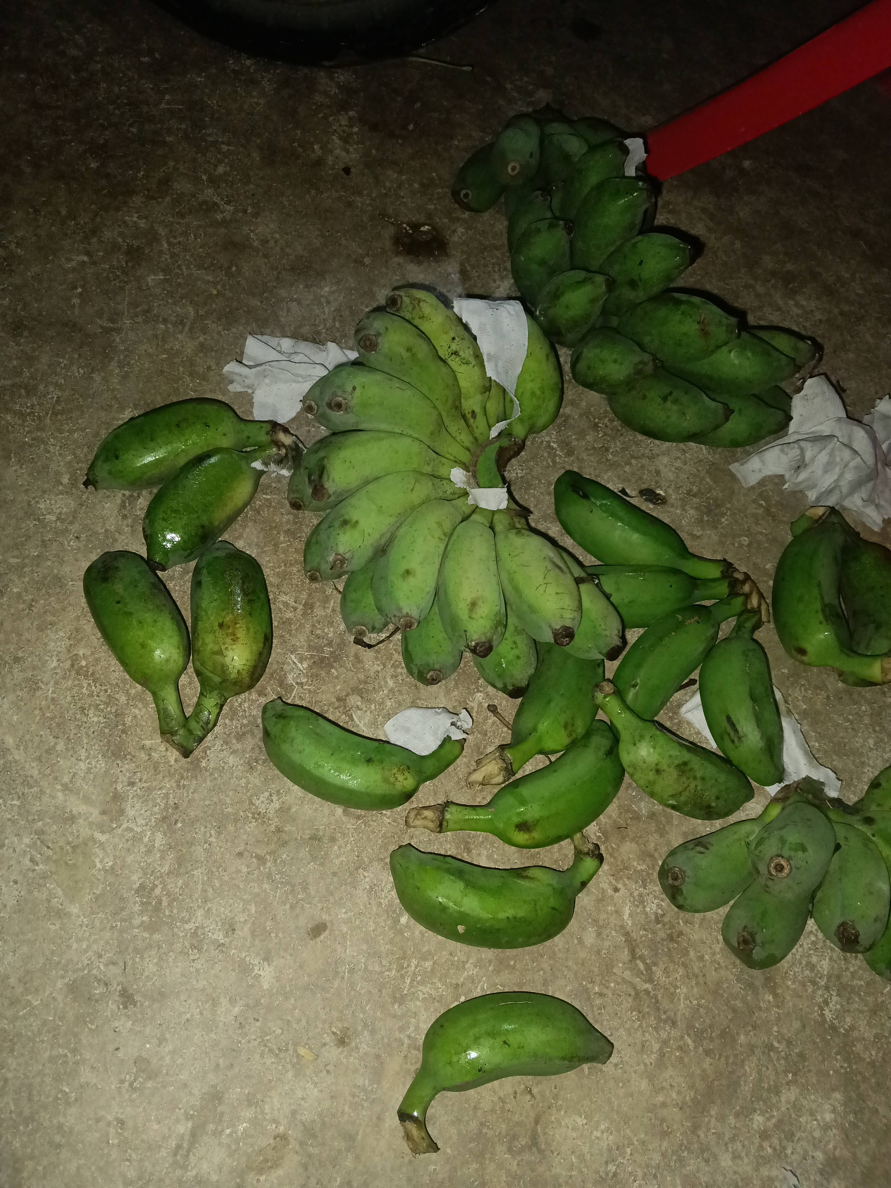 广西网红小米蕉青香蕉发货密封放熟吃新鲜水果皮薄肉厚 净重9斤青蕉发货 实拍图