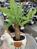 马上发财树小盆栽办公室内桌面绿植招财树植物马年伴手礼小马摆件 胖胖发财树+小马陶瓷盆【送吊牌+铺面石】 实拍图