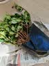 四季常青金鱼花吊兰盆栽室内绿植花卉多肉植物发财树好养易活客厅 金鱼吊兰【整盆20-30颗】原盆土 实拍图