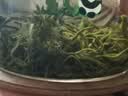 艺福堂绿茶 新茶江苏明前特级碧螺春鹿版250g高山云雾罐装茶叶中秋送礼 实拍图