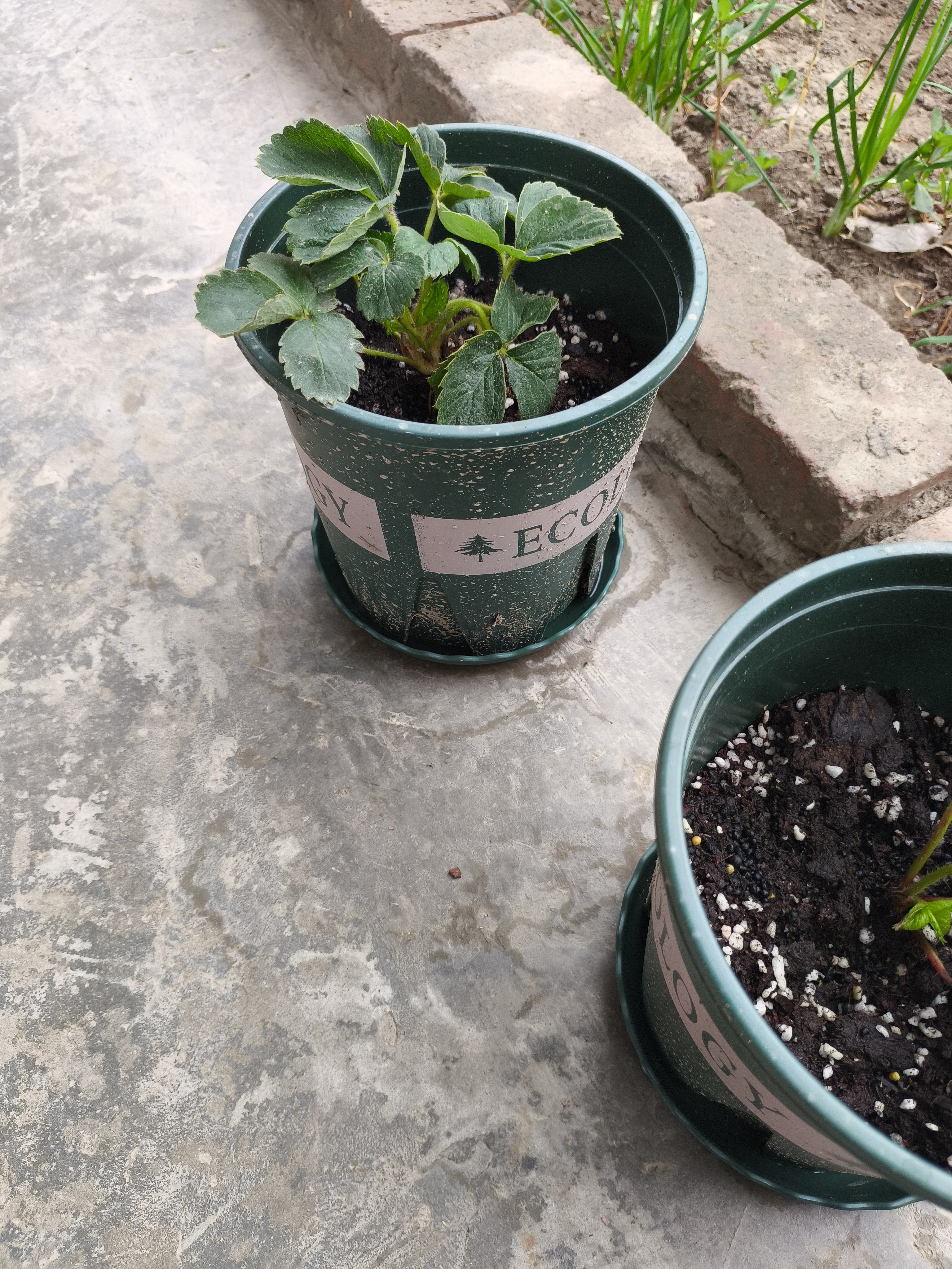 九千谷加仑花盆 高1.5加仑加厚圆形树脂控根加仑盆20*20cm 3个装5075 实拍图