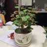 裕轩堂花盆陶瓷梅兰创意特大号简约绿萝吊兰阳台室内多肉托盆家用带托盘 82088-荷叶 中等直径14厘米左右 实拍图