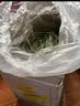 喜帅26年头茬精品烘干提摩西草500g 提草荷兰猪龙猫兔子磨牙牧草兔粮 实拍图