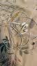 Apple/苹果 EarPods USB-C有线耳机 type-c有线耳机  iPhone 18有线耳机笔记本耳机游戏音乐 实拍图
