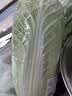 三宝白菜约650g(大娃娃菜) 实拍图