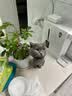 皇家猫粮 英短成猫粮 BS34 通用粮 12月以上 2KG 实拍图