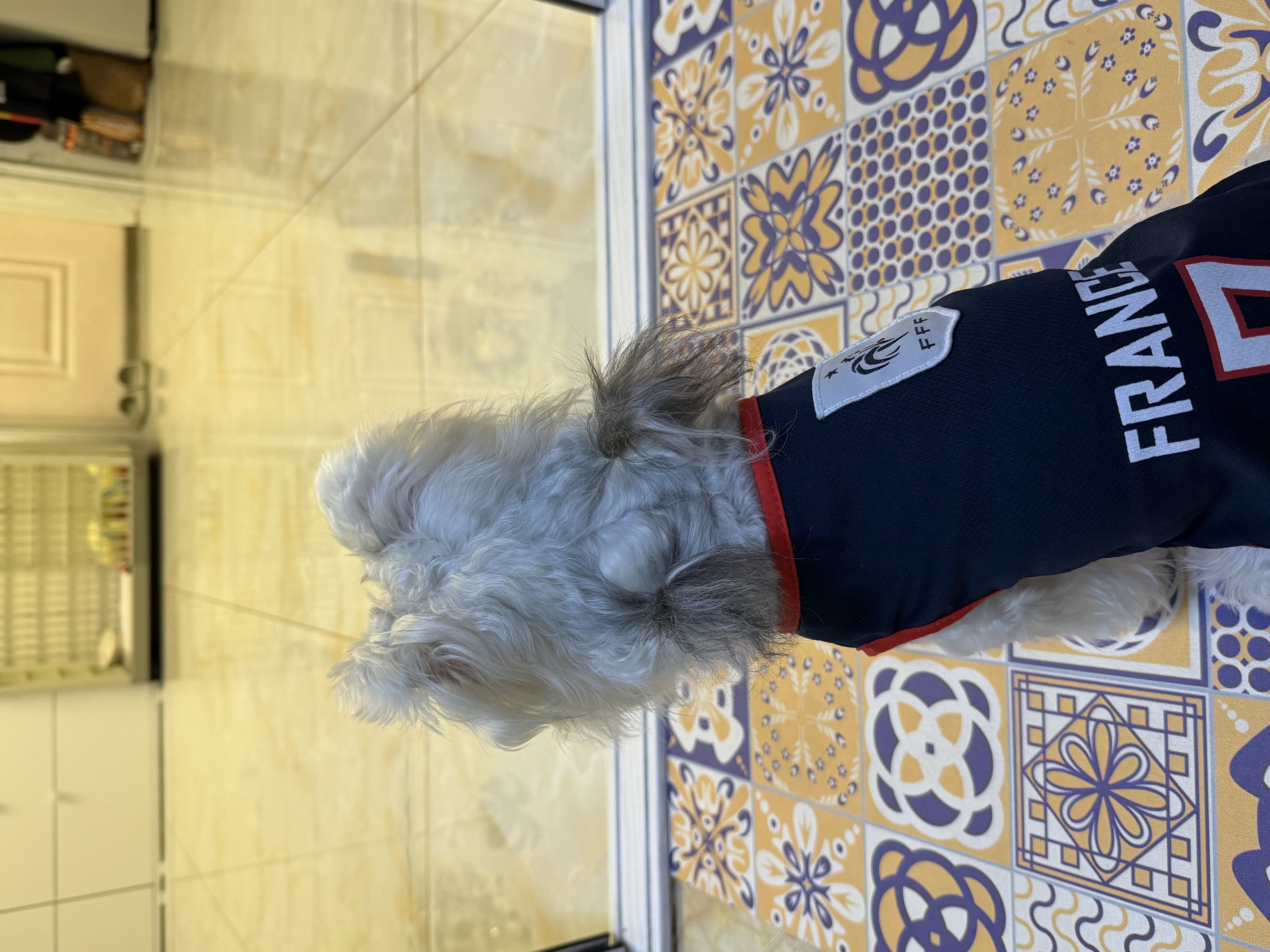 宠星记 宠物绷带 遛狗防脏 自粘带缠脚 狗狗鞋子脚套鞋套 小中大型犬 宽7.5cm 白色绿爪 6卷 实拍图