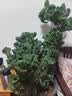 史丹利（STANLEY）羊粪发酵有机肥生物纯羊粪有机肥料蔬菜专用花肥料花卉通用5斤 实拍图