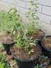特大蓝莓树果苗盆栽地栽发货南北方种植奥尼尔蓝莓苗当年结果 L25 4年苗【当年结果】40-50公分高 实拍图