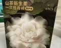 babycare爆款山茶花一次性内裤女士孕产妇L码15条【安全灭菌】 实拍图