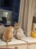 K9冻干鸡肉粒猫咪零食幼猫成猫通用猫犬高蛋白宠物零食500g 实拍图