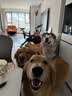 伯纳天纯中大型犬全价成年犬粮金毛宠物主粮羊肉蔓越莓15kg囤货装 实拍图