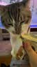 多特思羊奶炖鸡猫主食餐包6包成幼猫湿粮罐头全价猫咪汤包饭 实拍图
