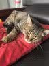 普安特宠物狗狗猫咪钙片有机钙易吸收力卫葆 乳钙片200片*1瓶 实拍图