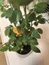 意轩【带花苞】欧月果汁阳台室内观花植物花卉盆栽四季开花月季 小苗【带花苞发】 实拍图