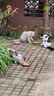 皇家猫粮 成猫猫粮 户外成猫 O30 通用粮 12月以上 4KG 实拍图