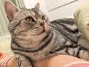 诚实一口P40全价猫粮成猫幼猫室内外80%鲜肉高蛋白长肉泌尿大鹅味1.5kg 实拍图
