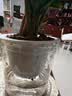 京东绿植七彩香水石斛兰盆栽四季好养花卉绿植 8-11苗配水培盆源头直发 实拍图