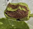 鲜京采抹茶生巧乳酪大饼4寸250g 浓郁抹茶零食蛋糕下午茶 实拍图