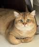 Orijen渴望猫粮 成猫幼猫粮 全价通用无谷原味鸡肉进口1.8kg效期27/5 实拍图