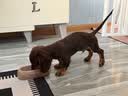 冠能狗粮小型犬成犬狗粮2.5kg 挑食美毛亮眼 全价狗粮  实拍图