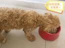 皇家狗粮幼犬成长礼盒（幼犬粮 800g+成犬粮 50g*5）小型犬 泰迪 贵宾 实拍图