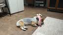 宠号狗狗绝育服母犬四脚衣手术服断奶衣服小中大型犬金毛柯基泰迪比熊 粉色（四季纯棉 绝育仅母犬可用） L 建议20-40斤 实拍图