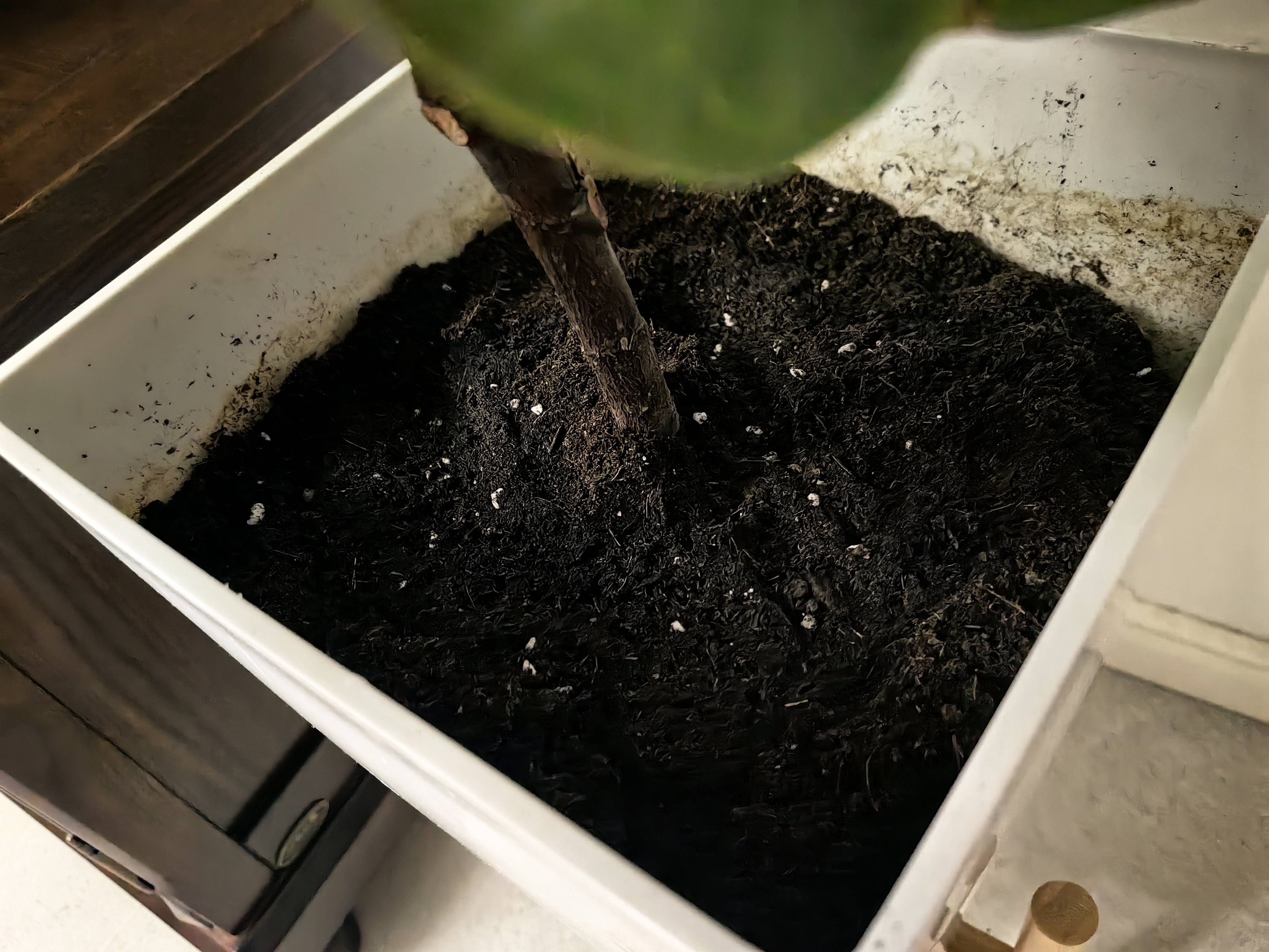 史丹利3L包装营养土园艺有机土通用型种花种菜养花专用泥炭土壤种植土 实拍图
