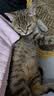 凯锐思天然猫粮成猫粮 鱼肉海洋鱼深海鱼天然粮 成猫20斤【囤货装】 实拍图