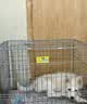 憨憨宠狗笼中小型犬狗笼子大猫笼带厕所加粗折叠宠物笼子柯基笼幼犬狗笼 加粗狗笼 银色 71*60*50cm 建议25斤内 带托盘式厕所+防卡脚垫片 实拍图