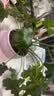 蓝桂圆春羽水培植物 客厅阳台观叶绿植 大叶片高颜值 裸根3棵源头直发 晒单实拍图