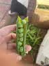 中鲜生 云南新鲜豌豆 甜豌豆新鲜蔬菜现摘豆角 净重3斤装【尝鲜装】鲜嫩饱满 实拍图