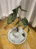 虹越（HONGYUE）高端绿植彩叶芋盆栽 多品可选室内阳台客厅装饰观叶植物 【DH彩叶芋】“白色女王”110#盆栽 实拍图