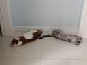 喔喔（WOWO）猫粮 igy冻干生骨肉双拼全价猫干粮 成猫幼猫全期猫粮1.8kg 实拍图
