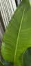 植男植女天堂鸟盆栽客厅室内好养大型落地真绿植办公室植物鹤望兰源头直发 实拍图