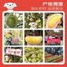 京鲜生 进口金枕头新鲜榴莲 净重7-8斤 1个装 生鲜水果 中秋礼品 实拍图