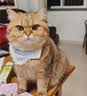 皇家猫粮 挑嘴成猫猫粮 高适口性 EF38 通用粮 12月以上 10KG 实拍图