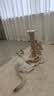 HELLOJOY猫抓柱实木剑麻猫抓板猫架猫咪玩具解闷磨爪猫抓柱立式猫树猫爬架 实拍图