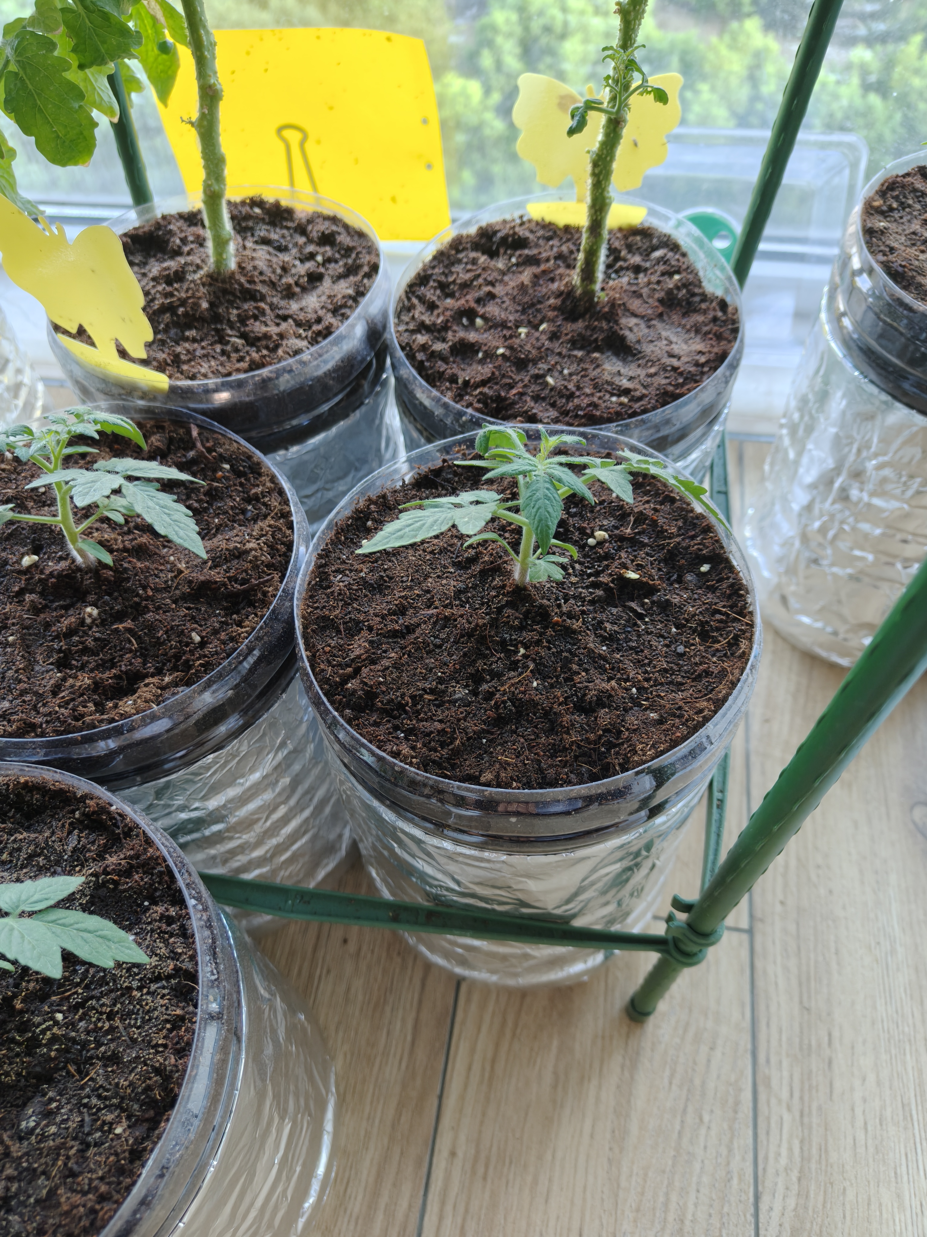 史丹利钙肥水溶性中量元素叶面肥农用西红柿果树水溶颗粒植物专用2.5斤 实拍图