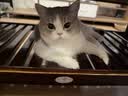 多特思猫零食猫条混合口味15g100支0添加0诱食剂防掉毛成幼猫咪鱼油罐头 实拍图