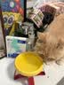 新宠之康宠物猫咪狗狗电解质葡萄糖粉能量恢复体弱虚钾钠液盐脱水中暑应激 实拍图