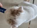 LEGENDSANDY蓝氏猫零食全价主食猫条鲜肉猫湿粮罐头混合味16g*84支 实拍图