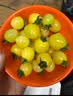京鲜生x中荔 贵州黄茹香芒皇后小番茄单果7g+净重1.8斤礼盒水果源头直发 实拍图